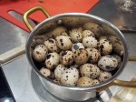 Les oeufs de caille