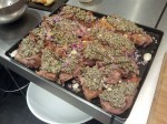 Agneau et croute d'herbes