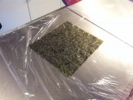 Feuille d'algue